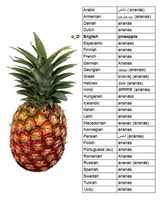Ananas vs pine apple